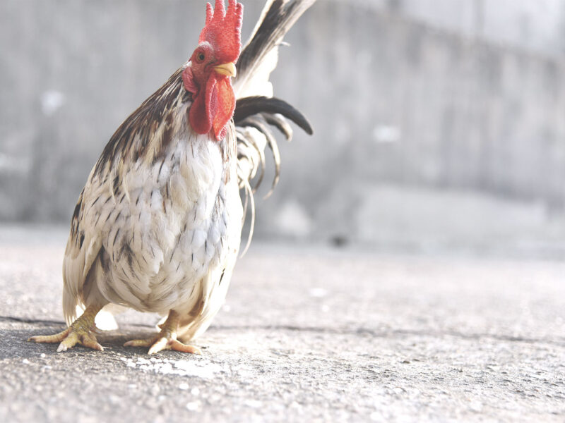 Salmon Restaurant Chicken